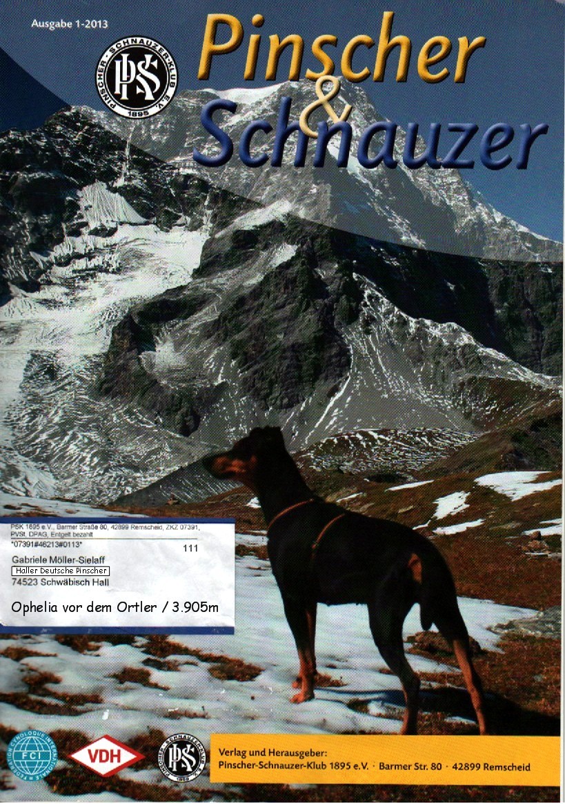 Deutscher Pinscher Ophelia_Haller Deutsche Pinscher_PSK_Titelblatt Januar 2013