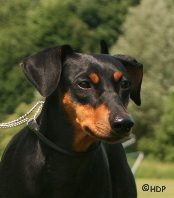 Deutscher Pinscher - Haller Deutsche Pinscher