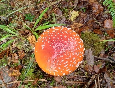 DJ2GMS_POTA_SE-1158_SE-1159_Orsberget_Baljasen_Nature Reserve_Natura 2000