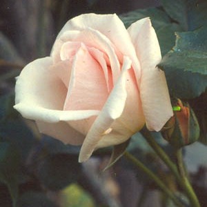 Haller Deutsche Pinscher: "Rose Ophelia"