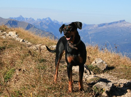 Haller Deutsche Pinscher: Duffyco's Ophelia - Internationaler Schönheits-Champion (FCI)